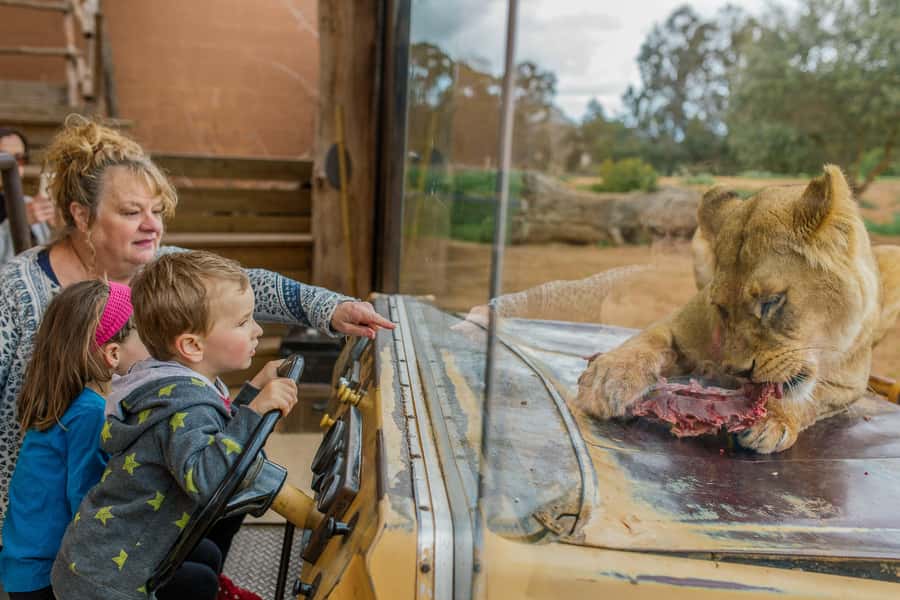 Werribee Open Range Zoo: Entry Ticket - Why the safari bus is the heart of the visit