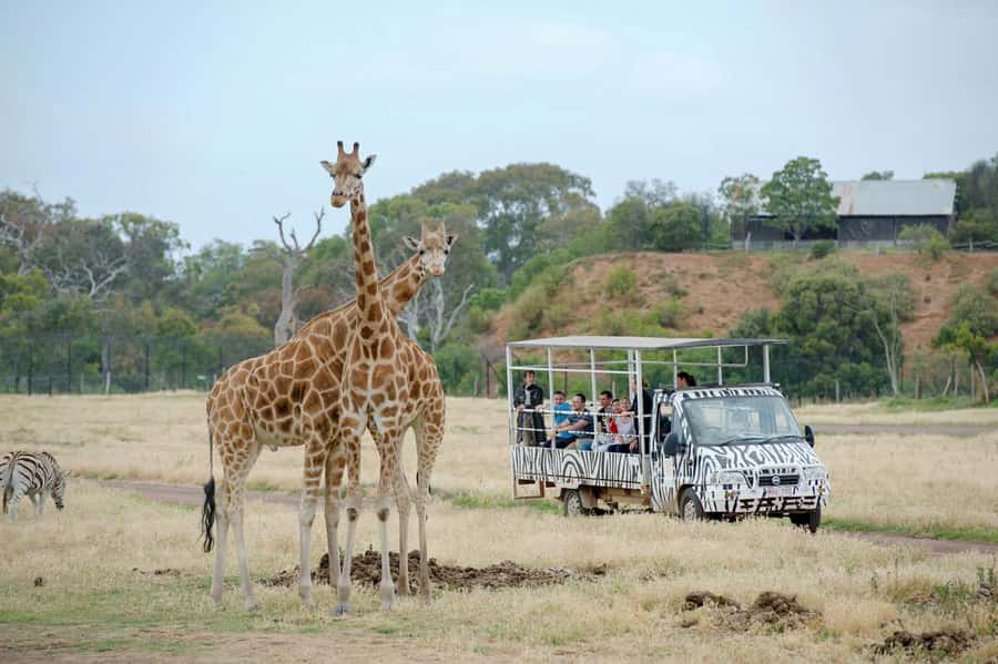 Werribee Open Range Zoo: Entry Ticket - Giraffes, zebras, and rhinos across the open grassland