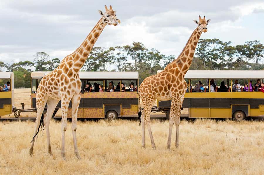 Werribee Open Range Zoo: Entry Ticket - Australian Journey adds kangaroos and koalas