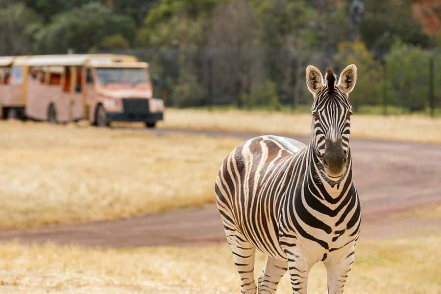 Werribee Open Range Zoo: Entry Ticket - Keeper talks make the day more than a walk around