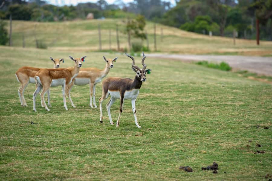 Werribee Open Range Zoo: Entry Ticket - A full day without feeling rushed