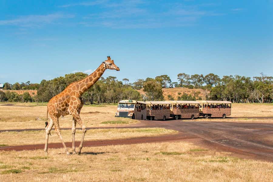 Werribee Open Range Zoo: Entry Ticket - Food, shade, and the practical family details