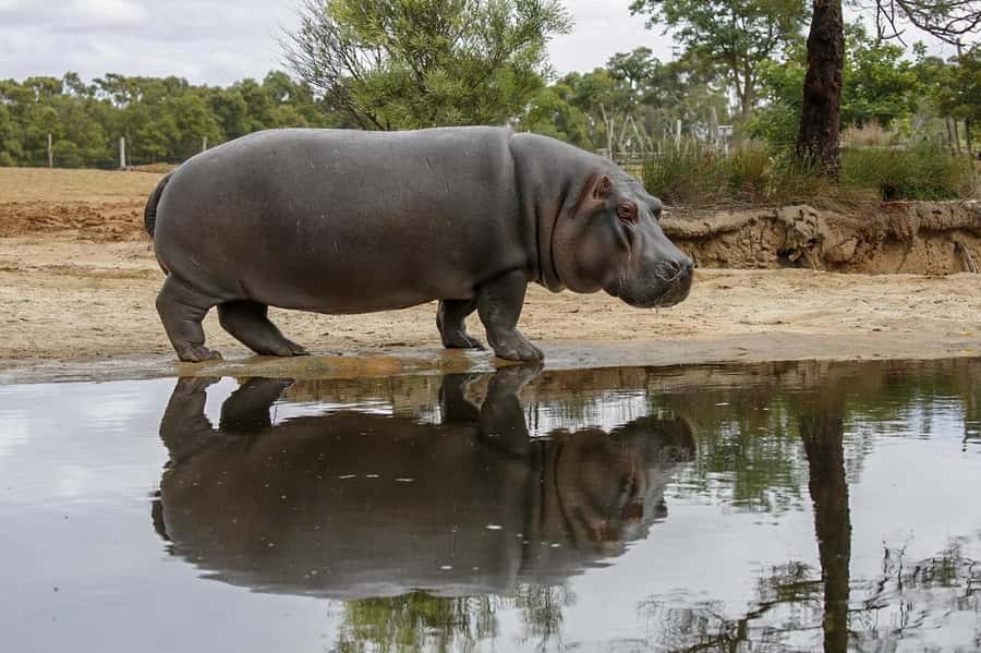 Werribee Open Range Zoo: Entry Ticket - Getting there from Melbourne
