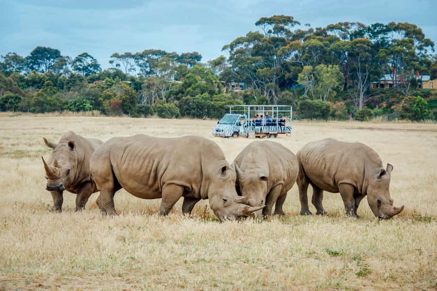 Werribee Open Range Zoo: Entry Ticket - Lions, gorillas, hippos, and monkeys on foot