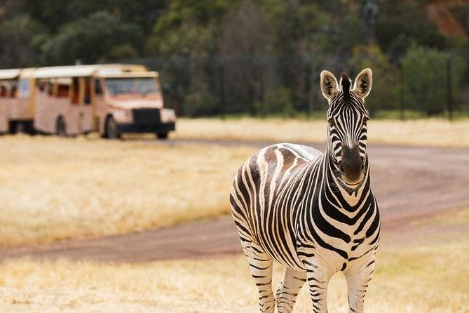 Werribee Open Range Zoo General Admission Ticket - Why the safari bus makes Werribee different