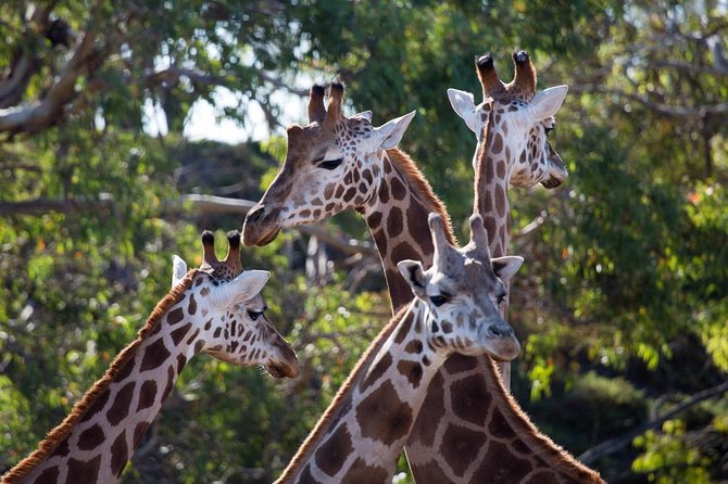 Werribee Open Range Zoo General Admission Ticket - Is $40.88 good value?