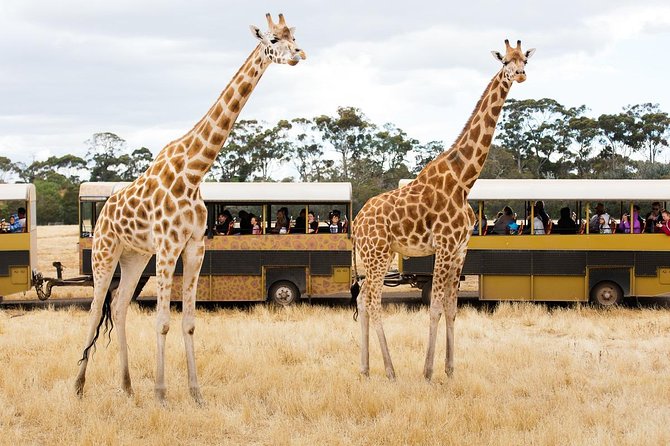 Werribee Open Range Zoo General Admission Ticket - Kubu River hippos and the walking trails