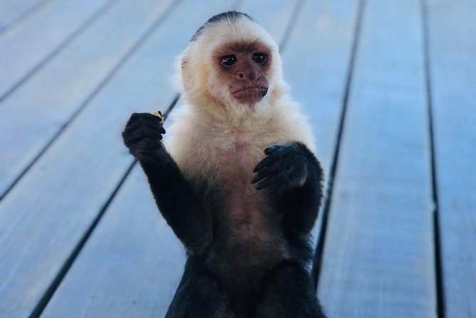 West Bay Beach Break / Monkey and Sloth Sanctuary - Who will enjoy this most