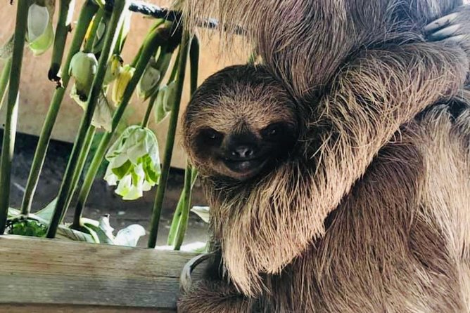 West Bay Beach Break / Monkey and Sloth Sanctuary - Booking advice and cancellation terms