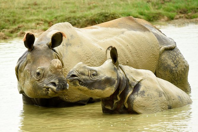 Whipsnade Zoo Entry Ticket - Big animals with more breathing room