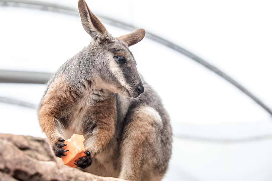 WILD LIFE Sydney Zoo - Key points to know before you go