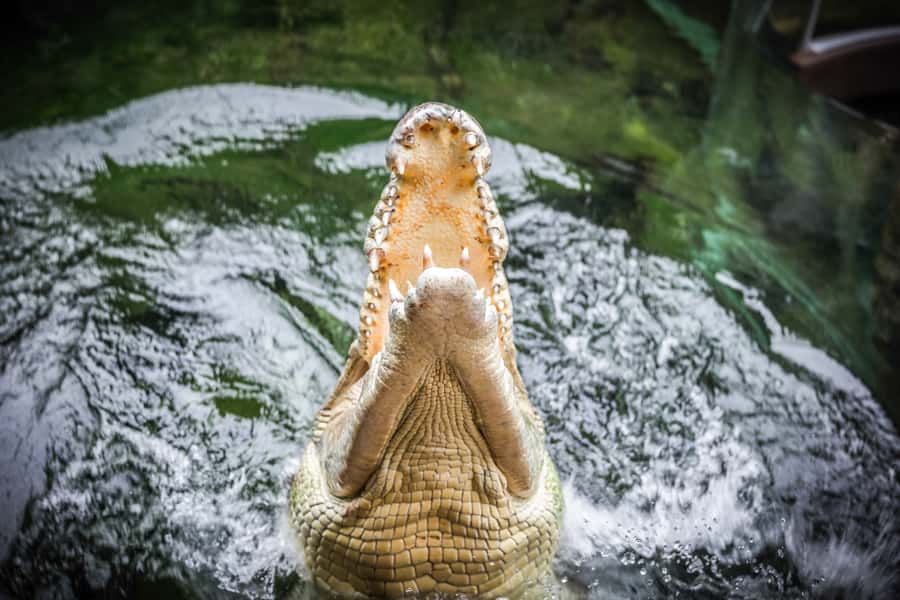 WILD LIFE Sydney Zoo - Access, meeting point, and who will enjoy it most