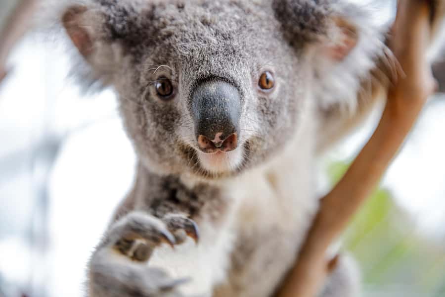 WILD LIFE Sydney Zoo - A compact Australian wildlife tour in Darling Harbour