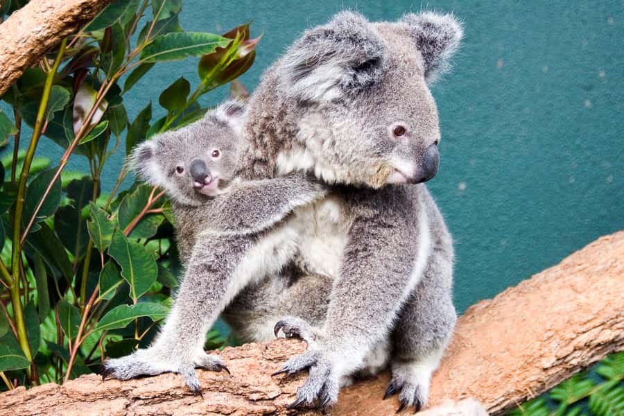 WILD LIFE Sydney Zoo - Wallaby Cliffs and the animals worth waiting for