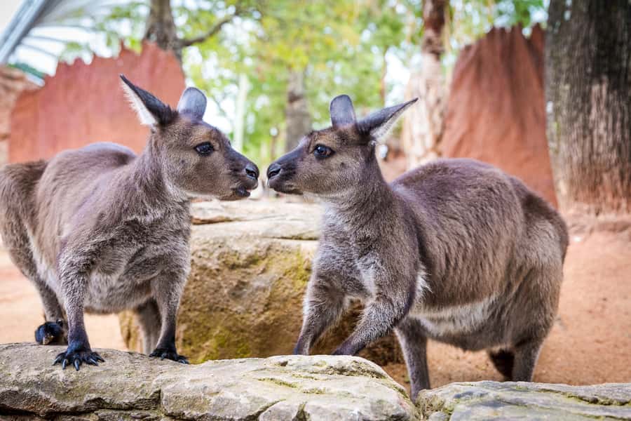 WILD LIFE Sydney Zoo - Koalas, close views, and the extra photo cost