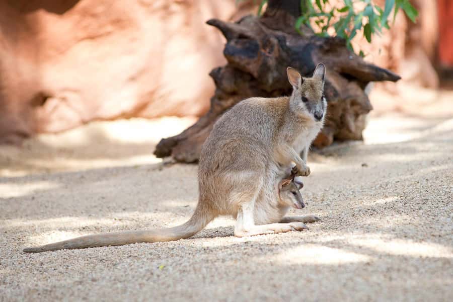 WILD LIFE Sydney Zoo - Keeper talks add meaning to the displays