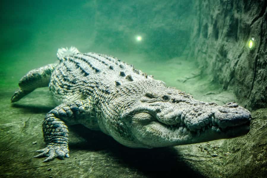 WILD LIFE Sydney Zoo - How much time should you allow?