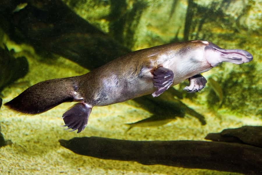 WILD LIFE Sydney Zoo - Is the $27 admission good value?