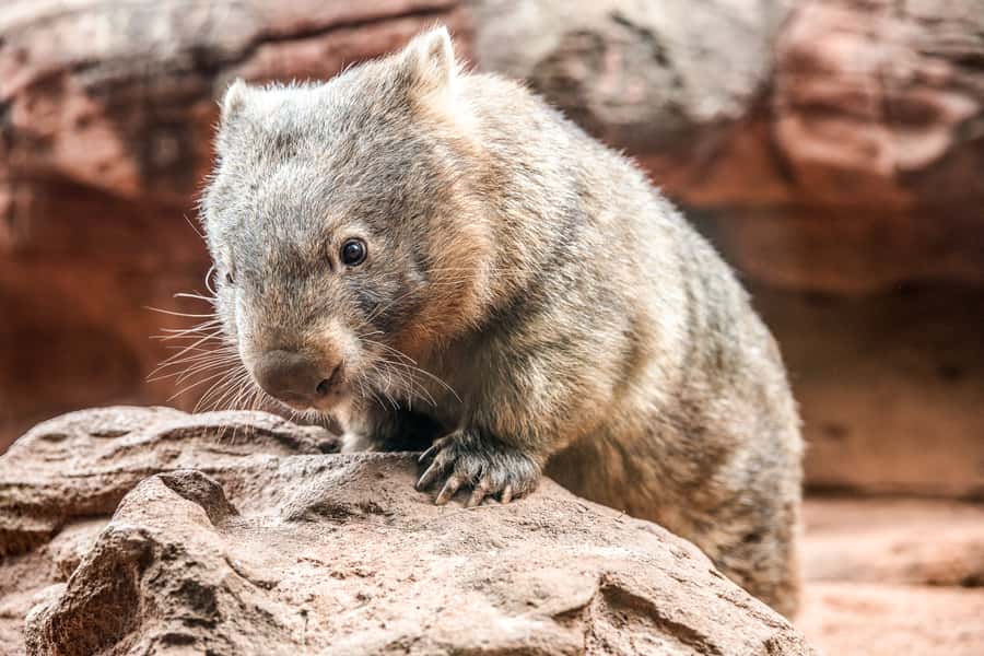 WILD LIFE Sydney Zoo - From Daintree Rainforest to Kakadu Gorge