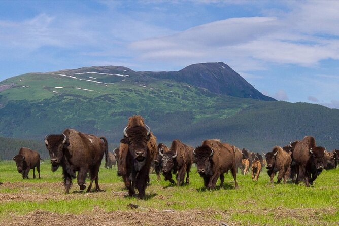 Wildlife Center with Lunch and Local Beer Sampling - A smart half-day introduction to Alaska