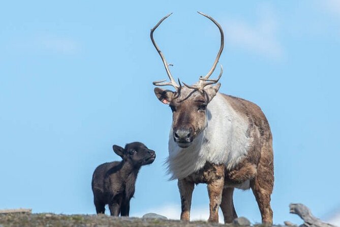 Wildlife Center with Lunch and Local Beer Sampling - Lunch and beer in Girdwood