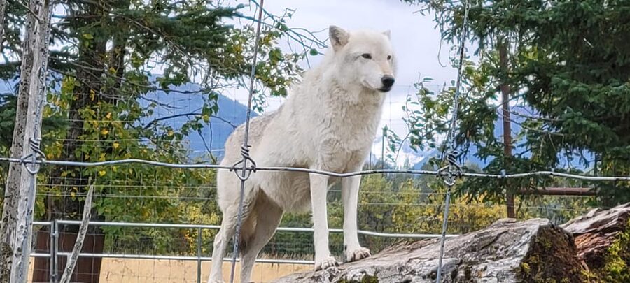 Wildlife Center with Lunch & Local Beer Sampling - The Seward Highway is part of the attraction