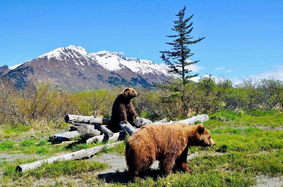 Wildlife Center with Lunch & Local Beer Sampling - Girdwood lunch and a local brewery