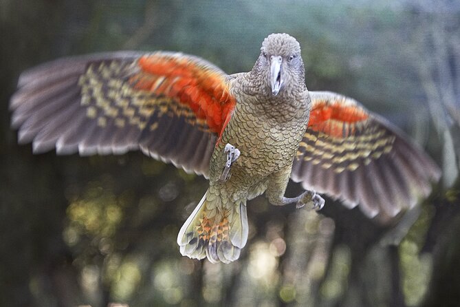 Willowbank Wildlife Reserve Day Entry - Kiwi first, then the rest of New Zealand