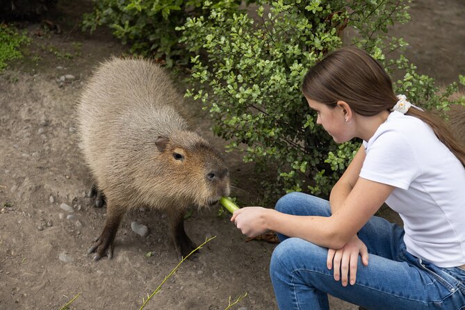 Willowbank Wildlife Reserve Day Entry - Capybara, lemurs, wallabies, and other introduced animals
