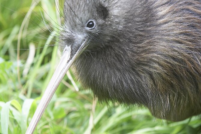 Willowbank Wildlife Reserve Day Entry - Why the kiwi house deserves extra time