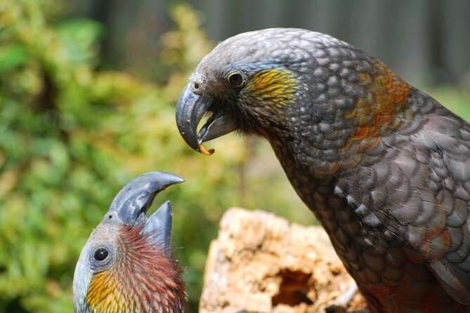 Willowbank Wildlife Reserve Day Entry - How much time and money should you allow?