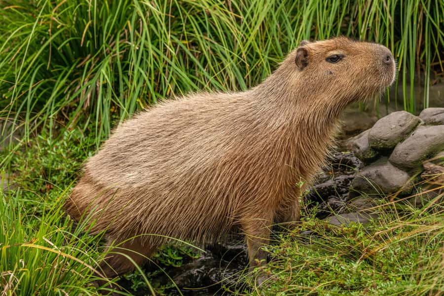Willowbank Wildlife Reserve Day Entry Ticket - Why the kiwi house is the main event