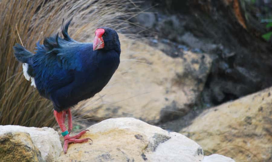Willowbank Wildlife Reserve Day Entry Ticket - A walking route with farm animals along the way