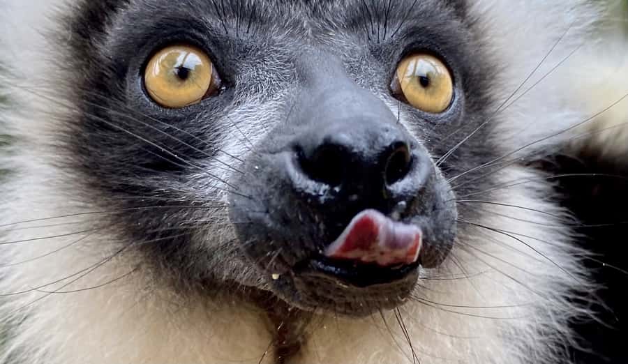 Willowbank Wildlife Reserve Day Entry Ticket - A four-hour visit near Christchurch Airport