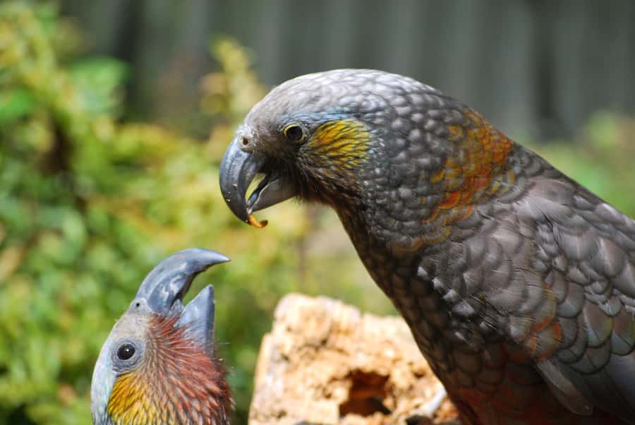 Willowbank Wildlife Reserve Day Entry Ticket - What the cafe adds to the day