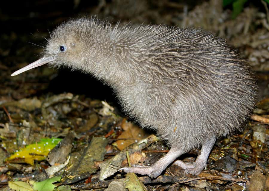 Willowbank Wildlife Reserve Day Entry Ticket - Who will enjoy Willowbank most?