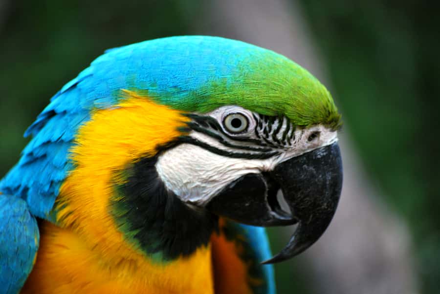Willowbank Wildlife Reserve Day Entry Ticket - Booking, cancellation, and practical planning