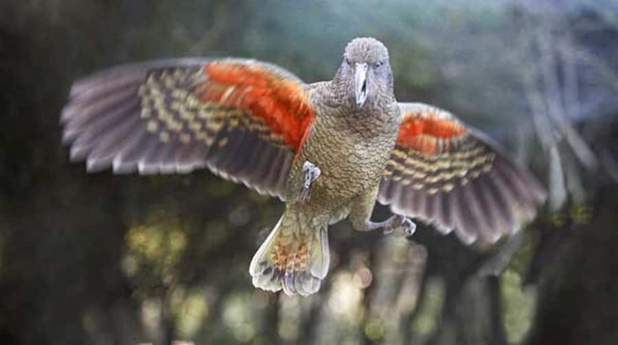 Willowbank Wildlife Reserve Day Entry Ticket - Should you book Willowbank Wildlife Reserve?