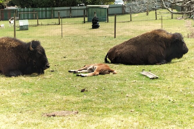 Wings Wildlife Park and Scenic Tour - Walking, Families, and Accessibility