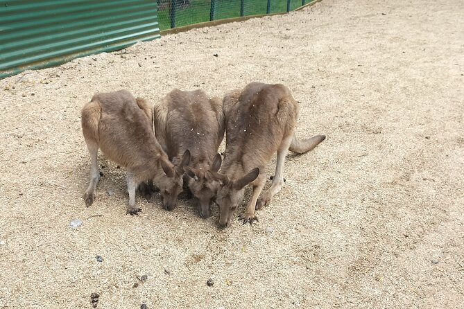 Wings Wildlife Park and Scenic Tour - Inside Wings Wildlife Park