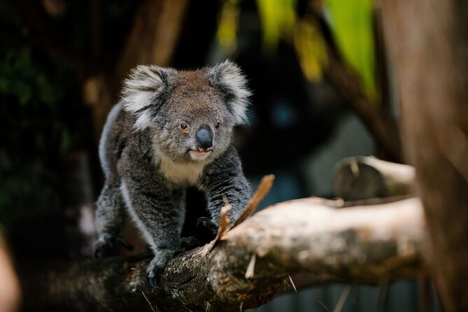 Wings Wildlife Park Shuttle, Burnie Shore Excursion - Two Hours, Ninety Minutes, or Less at the Park
