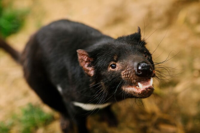 Wings Wildlife Park Shuttle, Burnie Shore Excursion - Tasmanian Devils and Special Animal Encounters