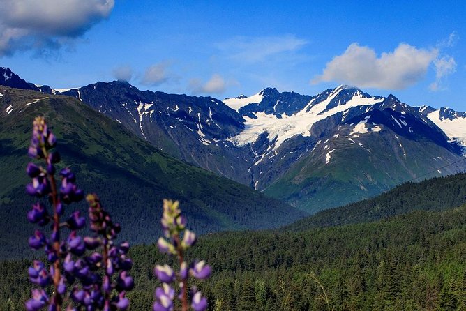 Winter - Alaska Wildlife Center with Alyeska Tram - Guided tour or self-guided shuttle?