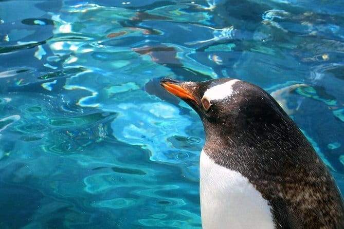 Winter Asahiyama Zoo and blue pond "Aoi-Ike" 1 Day bus tour - Making the most of your 2 to 2.5 hours at the zoo