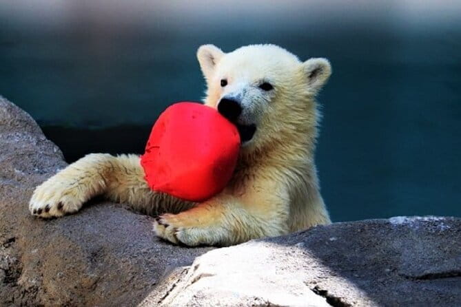 Winter Asahiyama Zoo and blue pond "Aoi-Ike" 1 Day bus tour - Is $85 a fair price?