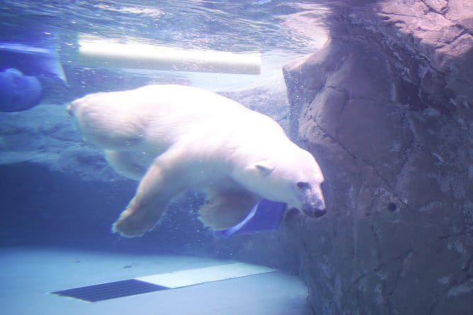 Winter Asahiyama Zoo and blue pond "Aoi-Ike" 1 Day bus tour - What your 120-minute bus ride means