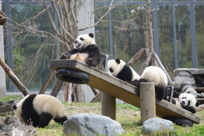 Wolong Panda Base Private Day Tour Optional Volunteering - Key points to know before booking