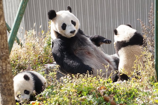 Wolong Panda Base Private Day Tour Optional Volunteering - The standard 7 a.m. departure