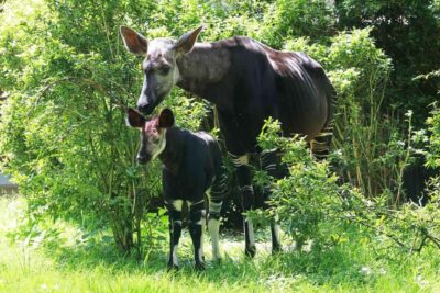 Wuppertal: Admission to the Green Zoo Wuppertal