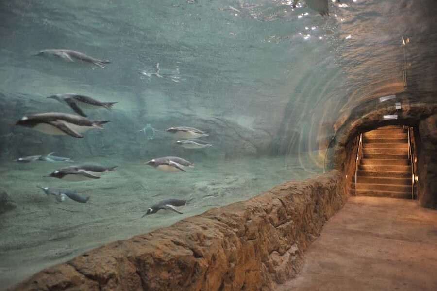 Wuppertal: Admission to the Green Zoo Wuppertal - Meet the lions in Europe’s largest enclosure